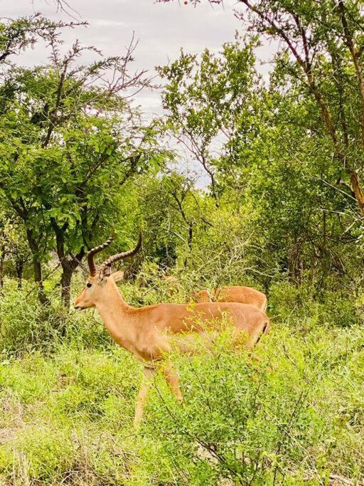 Wildheart Safari - Zesty Zebra Apartment โฮดสปรูท ภายนอก รูปภาพ