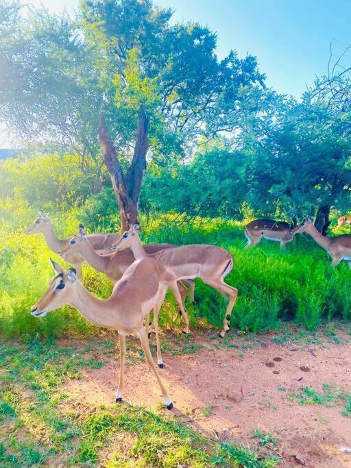 Wildheart Safari - Zesty Zebra Apartment โฮดสปรูท ภายนอก รูปภาพ