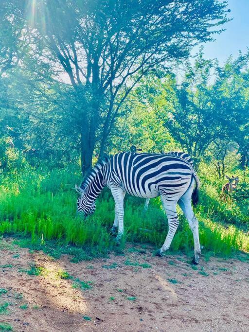 Wildheart Safari - Zesty Zebra Apartment โฮดสปรูท ภายนอก รูปภาพ