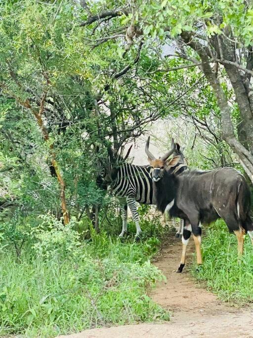 Wildheart Safari - Zesty Zebra Apartment โฮดสปรูท ภายนอก รูปภาพ
