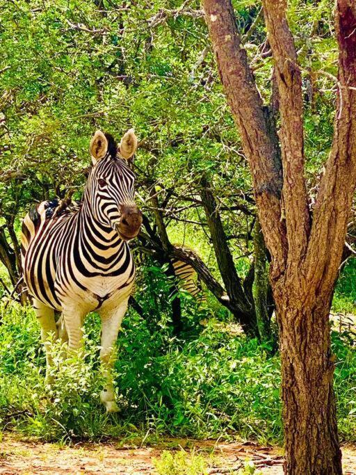 Wildheart Safari - Zesty Zebra Apartment โฮดสปรูท ภายนอก รูปภาพ