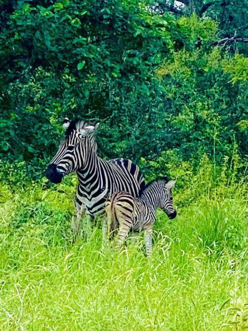 Wildheart Safari - Zesty Zebra Apartment โฮดสปรูท ภายนอก รูปภาพ